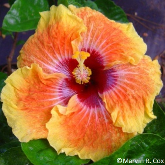 The Tiare 'Aute, the Tahitian hibiscus