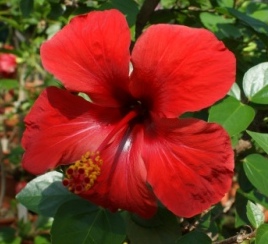 Hibiscus 1739
