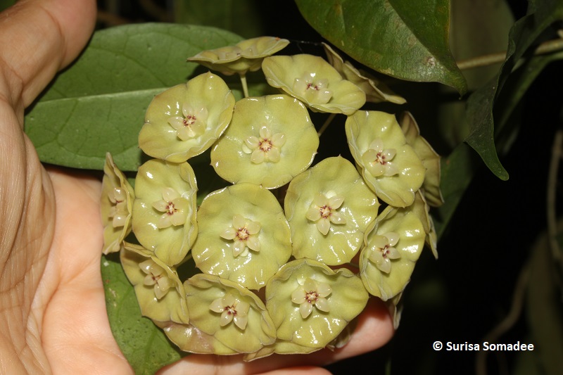 Hoya sp. indonesia cup shape with yellow flower -01